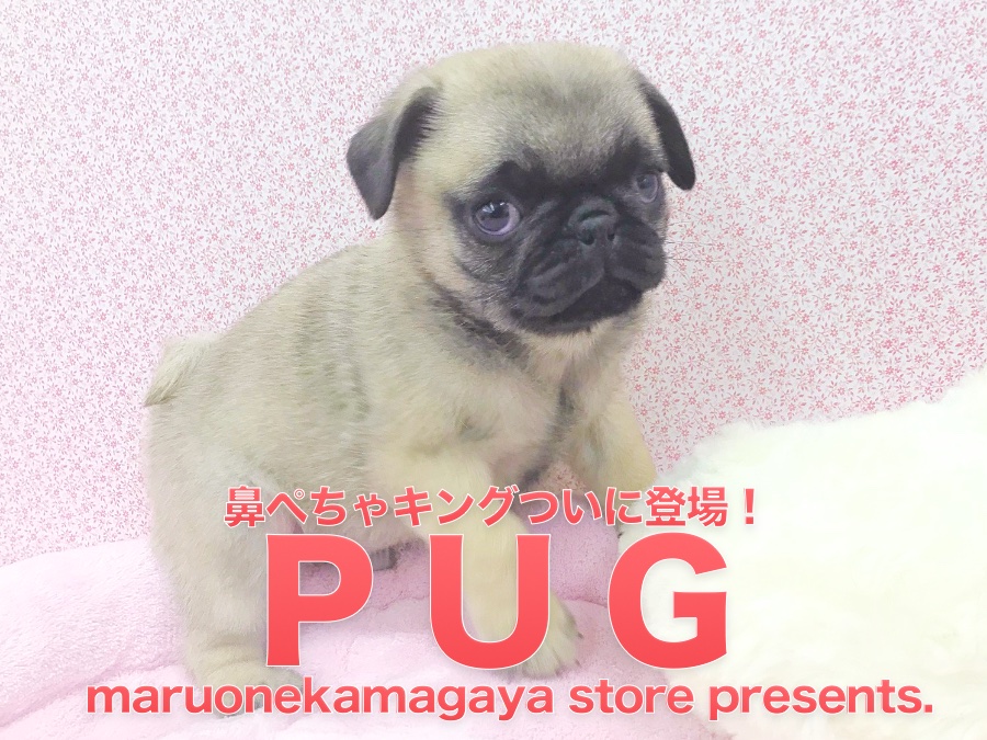 【パグ】愛すべき鼻ぺちゃキング登場！：鎌ヶ谷店Pickupベイビー！No.117135